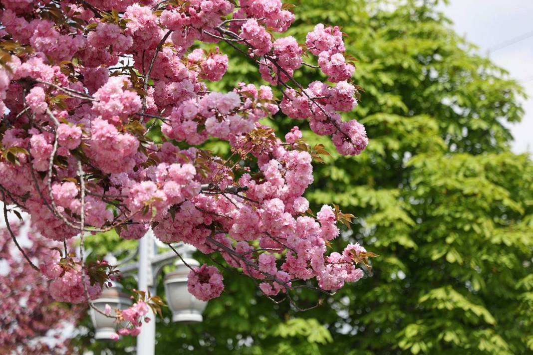 Japonya sanılan büyüleyici yer Konya çıktı 19